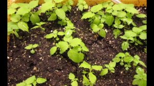 Павловния из семян