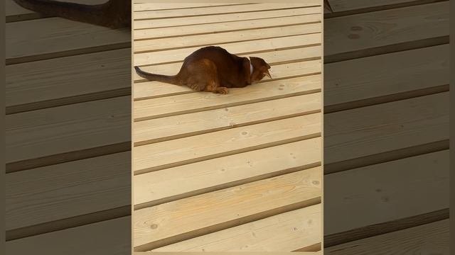 КотСтоитель