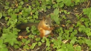 Белки на Елагином острове