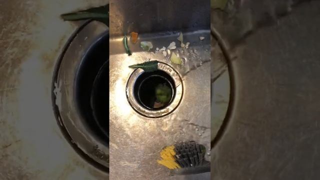 Broccoli stalk going down the waste disposal