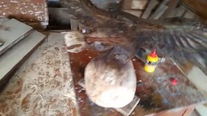 Скульптура-Орёл из дерева своими руками(бензопилой)