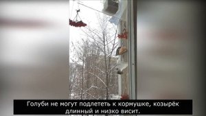 Самодельная кормушка для синиц. Голуби на карнизе балкона. 01.2022 г.