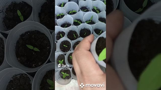 ПОВЫШЕНИЕ КОРНЕВОЙ МАССЫ У ТОМАТОВ. БОРЬБА С ВЫТЯНУВШИМИСЯ ТОМАТОМИ. ОГОРОД НА КУБАНИ. shorts# смотреть онлайн