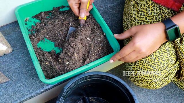 GROUND ORCHID നടുമ്പോൾ ഇതുംകൂടി കൊടുത്ത് നോക്കൂ എന്നും പൂക്കൾകൊണ്ട് നിറയും| GROUND ORCHID CARE смотреть онлайн