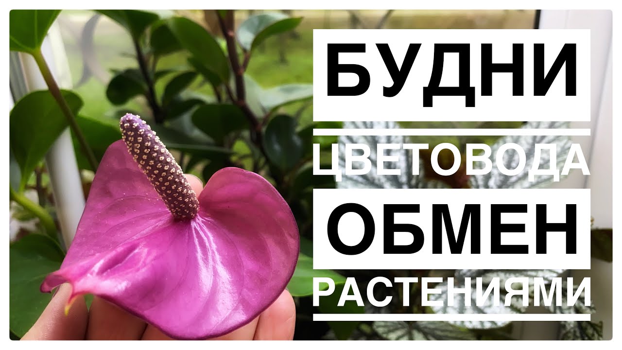 Обмен растениями