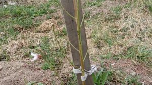 Цветение персика и абрикоса в Ленинградской области