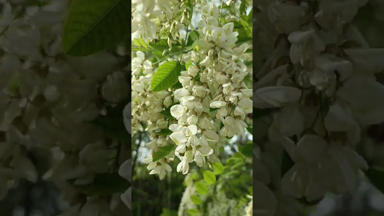 Красивая весна , акация в цвету ️