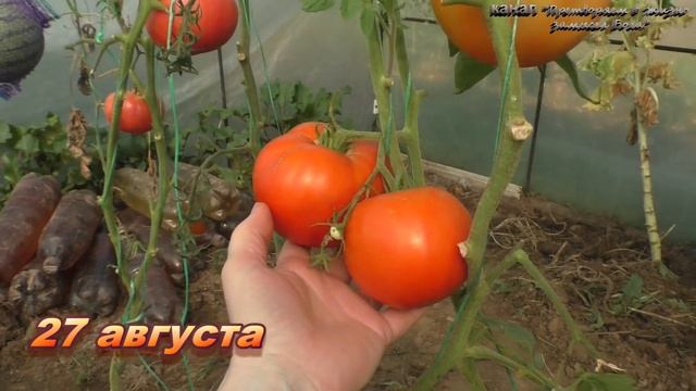 Крупный томат сверху красный внутри розовый сорт Томато