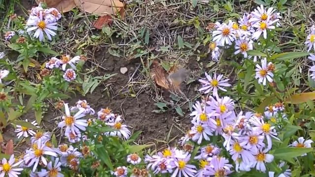 Бабочки - языканы обыкновенные (семейство бражников) пьют нектар перед зимой. смотреть онлайн