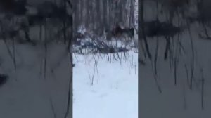 Русско Европейская Лайка работа по лосю.