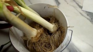 Как зимует лук-порей в Подмосковье? Каким лук выходит из зимы?