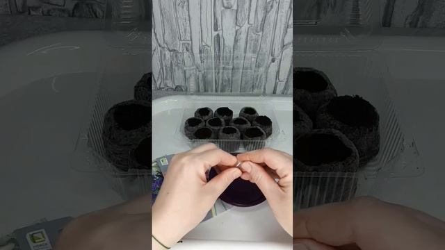 Поздний посев ЭУСТОМЫ! #эустома #посевэустомы #цветыдлясада