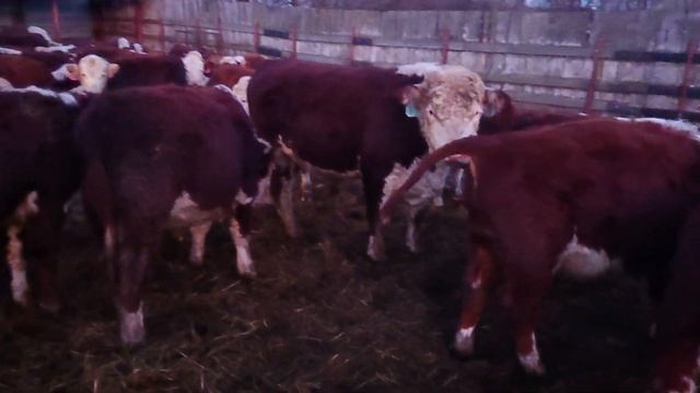 РАЗДАЁМ СЕНО БЫЧКАМ. Кормушки всегда полные в Ооо Дик Калужская область. #дикфарм #dikfarm смотреть онлайн