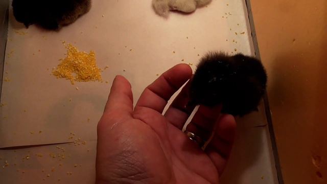 Птичка из яичка. Эксперимент №3 | Курочки. Первый день жизни смотреть онлайн