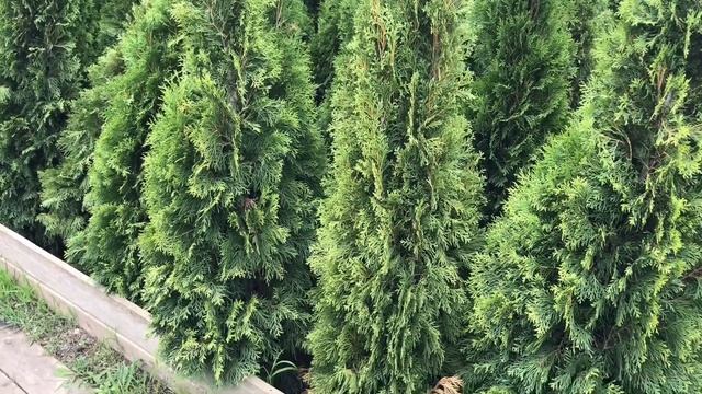 "Садовый Центр № 1" на Новой Риге - Туя Западная Смарагд в коме 150 см! смотреть онлайн