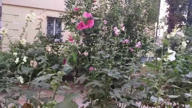Мальва шток роза.  Ржавчина или недостаток влаги?