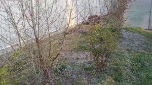 Выращиваю кизил в Пскове