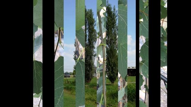 ТОПОЛЬ  (POPULUS)  сем. Ивовые