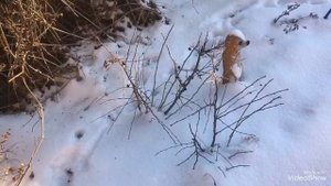 Удивляюсь! А кустарник -кизильник черноплодный растёт в нашем саду!