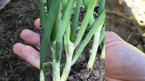 Шоковая подкормка под озимый чеснок! Результат потрясает! 100% Защита от всех болезней и вредителей