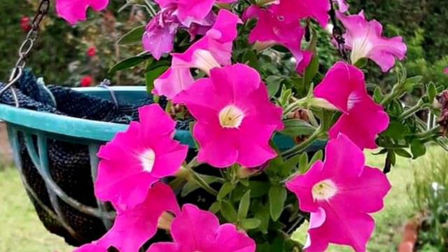 10 Best Hanging Basket Flowering plants 🌱Top 10 Plants 🌱