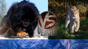 Тибетский мастиф против рыси//Animals Battle//Кто сильне?//