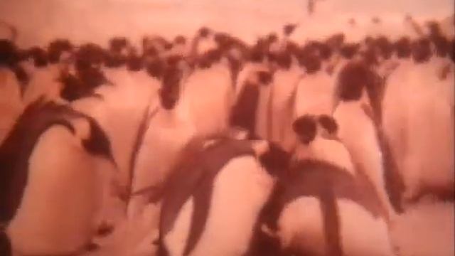Императорские пингвины смотреть онлайн