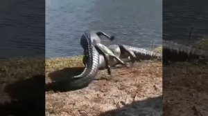 Крокодил против крокодила