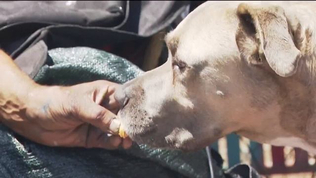 'Project Street Vet' giving veterinary care to pets of owners experiencing homelessness смотреть онлайн