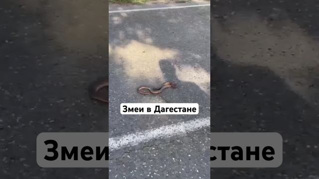 Осторожно, змеи в Дагестане❗️