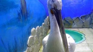 Пеликан щелкает клювом