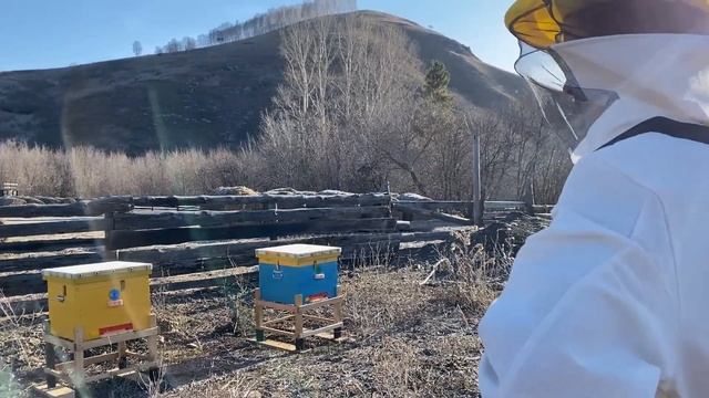 Апрель, жизнь в Алтайской деревне, уличные работы. Молодая пасека совсем молодого пчеловода.
