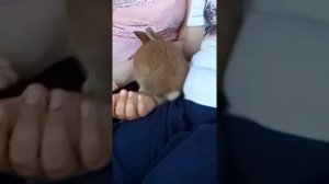 Кролик кушает землянику