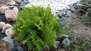 РОКАРИЙ в саду, сезон 2020, обзор растений.