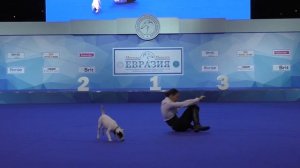 Танцы с собаками "Евразия - 2017".
