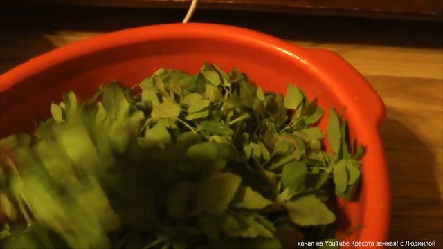 Лебеда: собирать или выбрасывать? смотреть онлайн