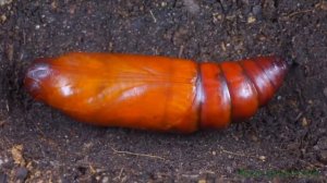 Бражник Мертвая голова