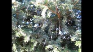 Последствия/Мороз ударил дважды/ Это конец/Муська шкода