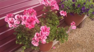 Сибирь. Обзор пеларгонии, которая растёт под открытым небом на 8 июля