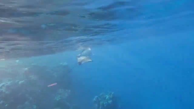 Eagle ray 🦅 #Орлиный скат 🦅 # سمكه النسر 🦅