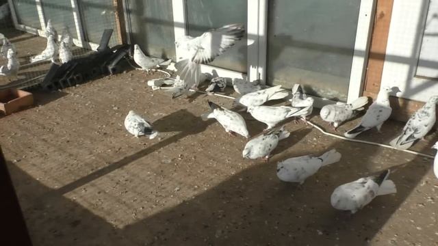 Ф. 213. 1ч смотреть онлайн