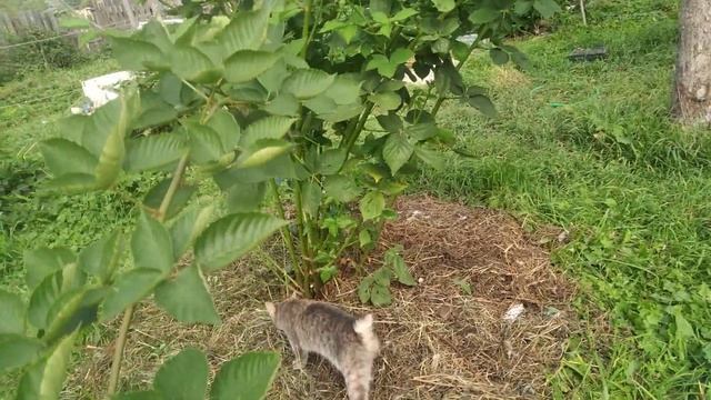 ежевика Бжезина, второй год вегетации,29.08.22,готовлю куст к зимовке смотреть онлайн