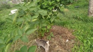 ежевика Бжезина, второй год вегетации,29.08.22,готовлю куст к зимовке