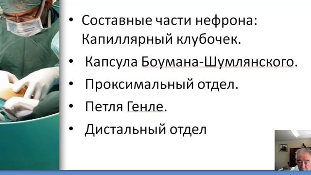 Анатомия мочеполовой системы