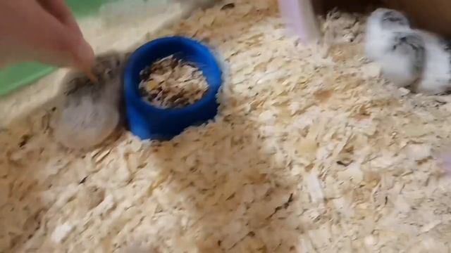 КОРМЛЮ ХОМЯЧКОВ РОБОРОВСКОГО МУЧНЫМИ ЧЕРВЯМИ, ПРОСО :) смотреть онлайн