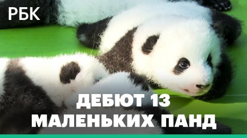 13 детенышей панд, родившихся в 2022 году, показали в Китае