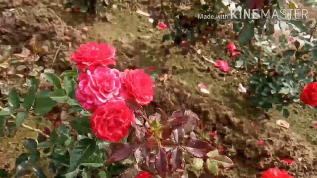 Asia's Biggest Rose Nursery Puspanjali Nursery in Kharagpur, West Bengal, India смотреть онлайн