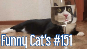 Смешные коты #151