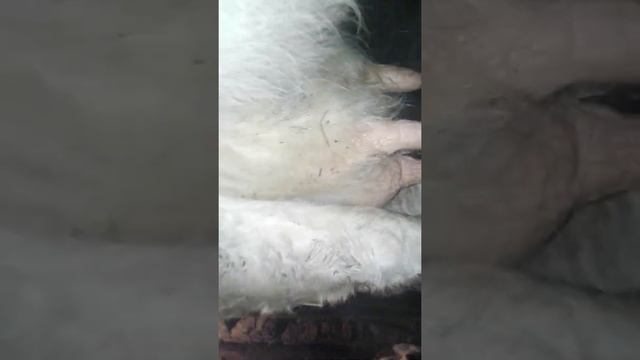 Мои коровы в запуске смотреть онлайн