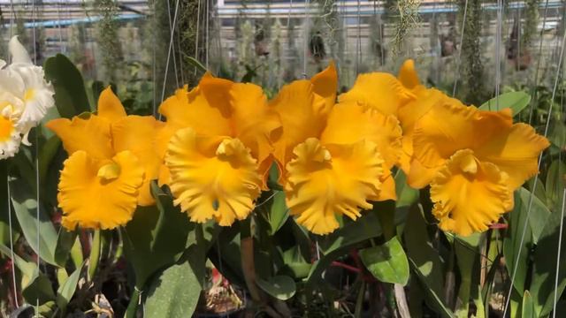 Cattleya Rlc.Thaksina Gold ‘No.2’ impressive shining yellow смотреть онлайн